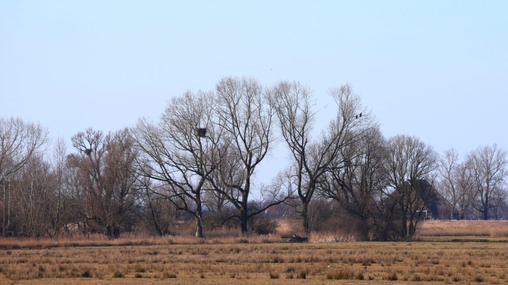 Zeearend nest in Laban