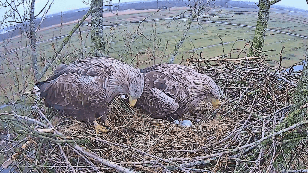 Zeearend de Alde Feanen