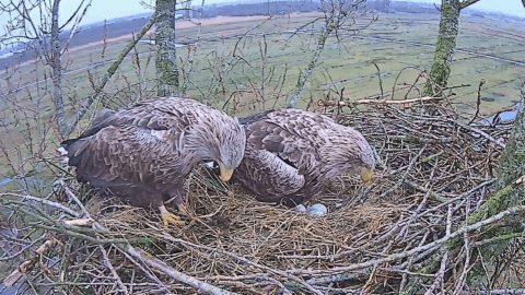 Zeearend de Alde Feanen