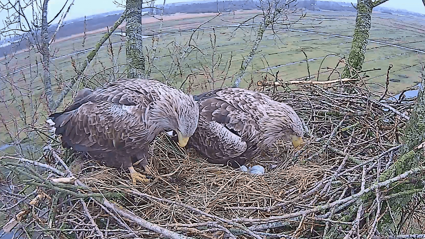 Zeearend de Alde Feanen