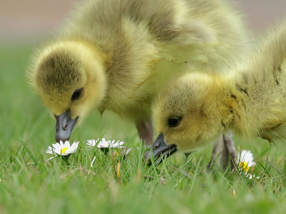 Samen